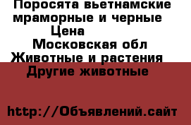 Поросята вьетнамские мраморные и черные › Цена ­ 1 500 - Московская обл. Животные и растения » Другие животные   